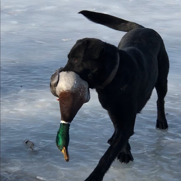 Meet your Posher, Jerry - Picture 1 of 1